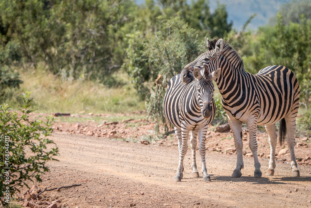 Obraz premium Several Zebras playing on the road.