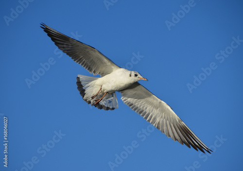 Seagull flies blue sky background