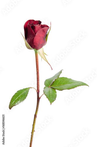 bud of red rose