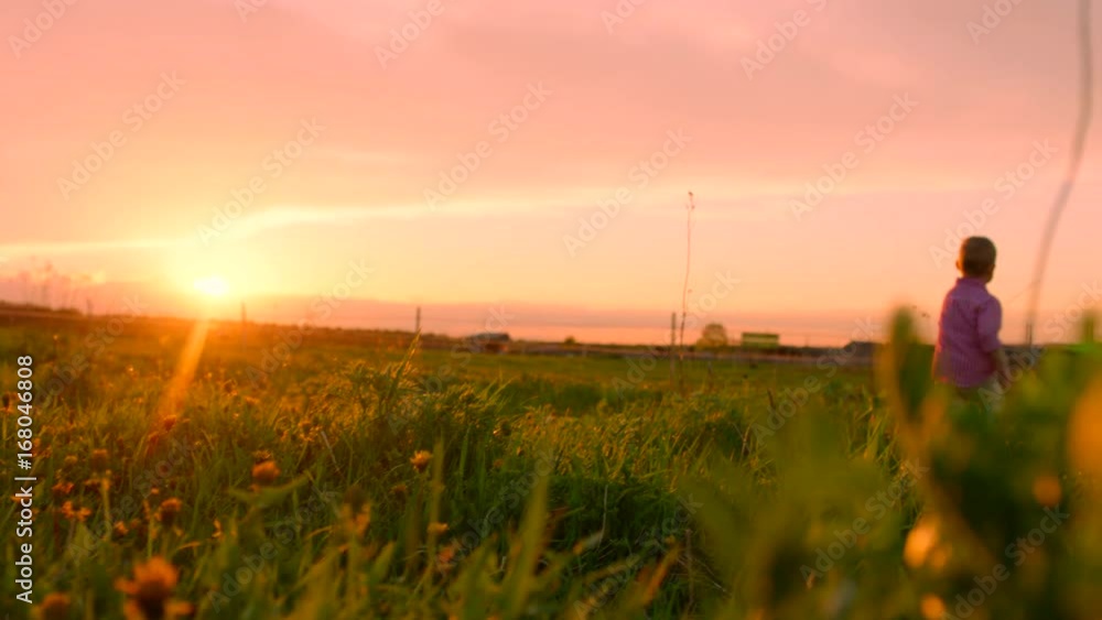 Little boy is walking towards the setting sun at flowering field Little boy is walking towards the setting sun at flowering field