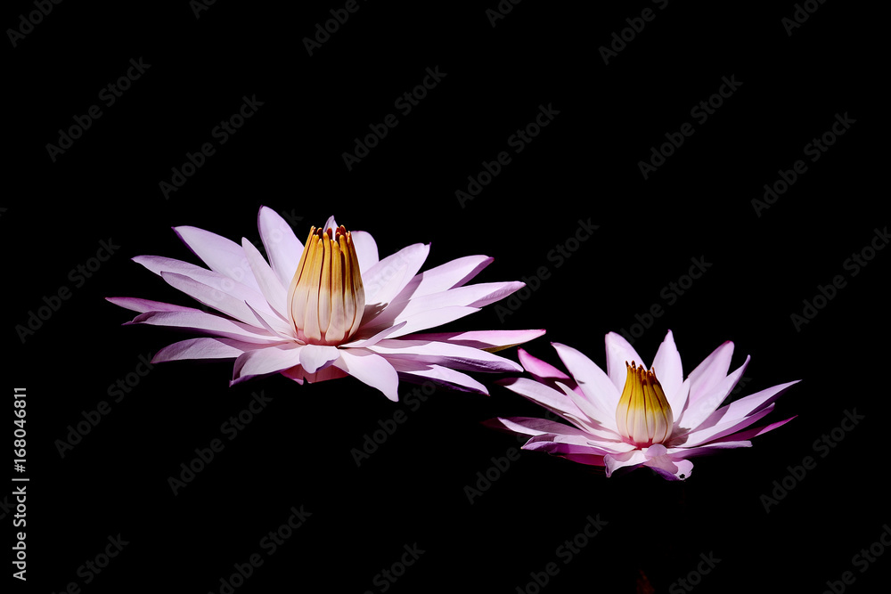 밤에 피는 수련 water lily 밤에 피는 수련 water lily