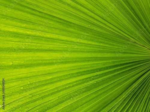 Close up palm leaf with water drops in the rainy day  green leaf background texture concept