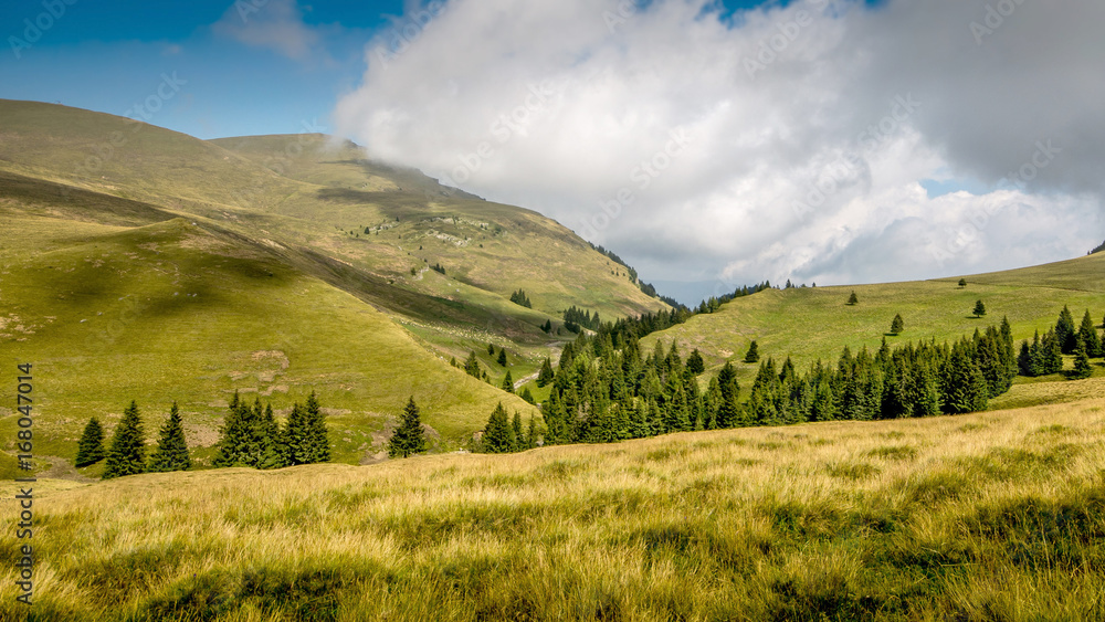 Mountain meadow Mountain meadow