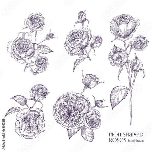 Pion-shaped rose isolated illustration