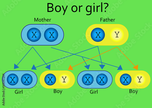 Mechanisms of inheritance. Probability of birth of boys and girls (50/50) 