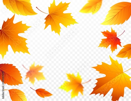 Autumn falling leaves on transparent checkered background. Autumnal foliage fall leaf flying in wind motion blur. Vector illustration