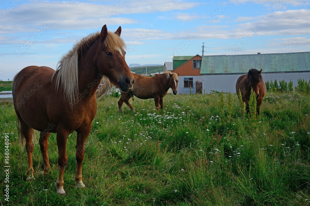 Icelandic horses, Blonduos, Iceland