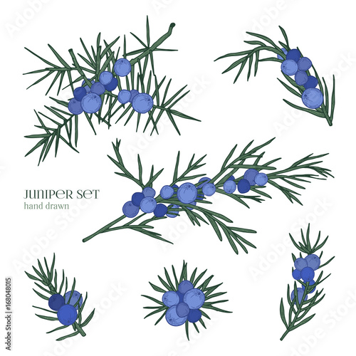 Juniper set. Detailed hand drawn branches with berries. Colorful hand drawn illustrations.