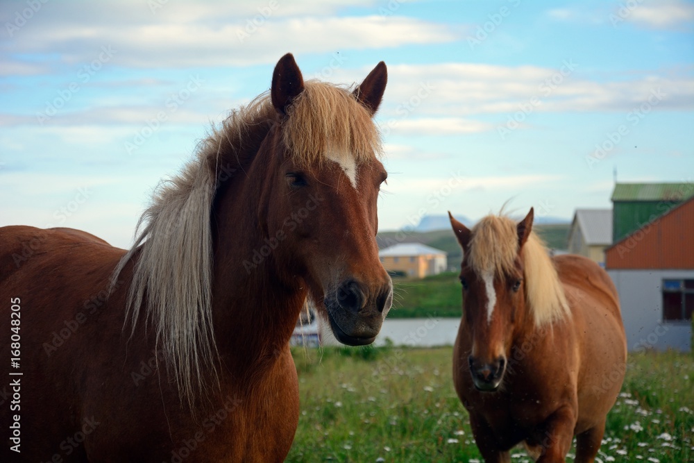 Fototapeta premium Icelandic horses, Blonduos, Iceland