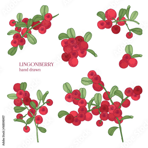 Lingonberry set. Detailed hand drawn branches with berries. Colorful hand drawn illustrations.
