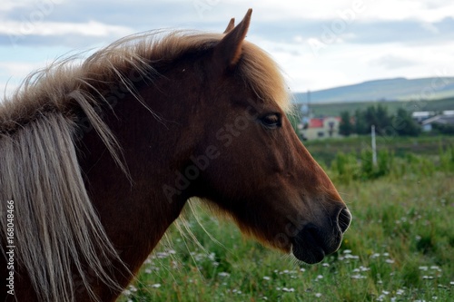 Icelandic horse, Blonduos, Iceland © nyiragongo