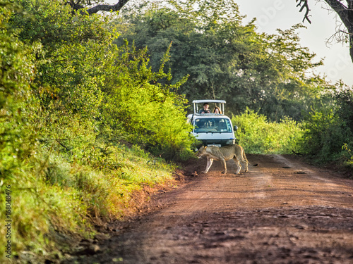 Photography Lion crossing a road in front of tourist in safari car