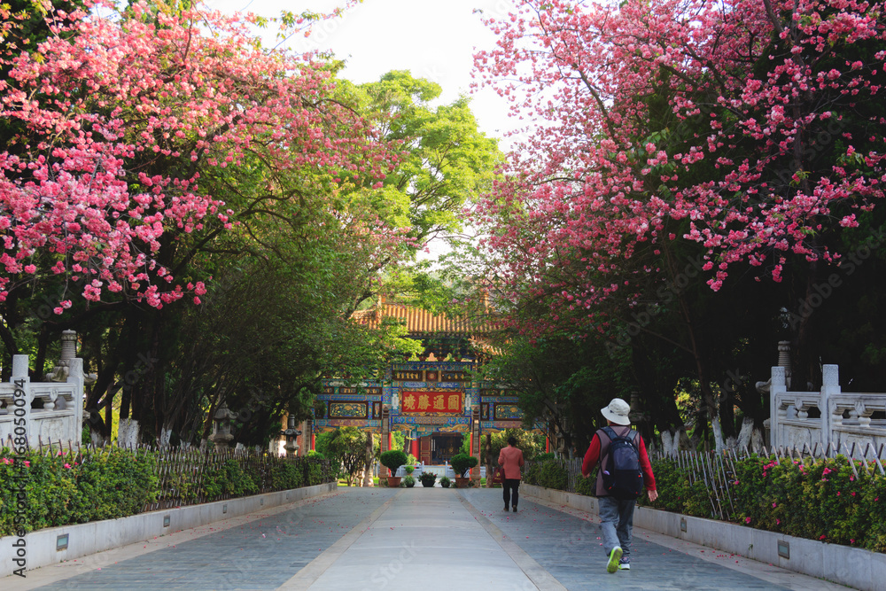 Way through blooming cherry trees in Chinese park