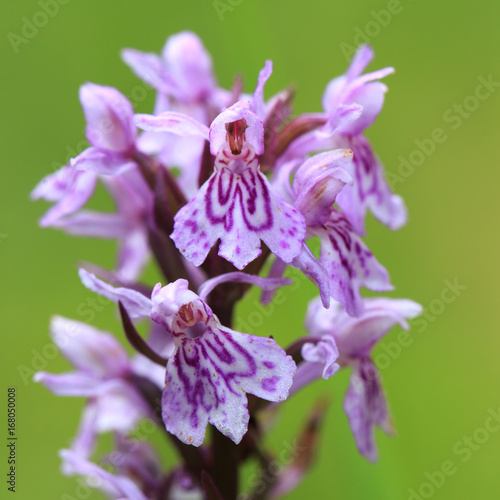 Portraid Western marsh orchid photo