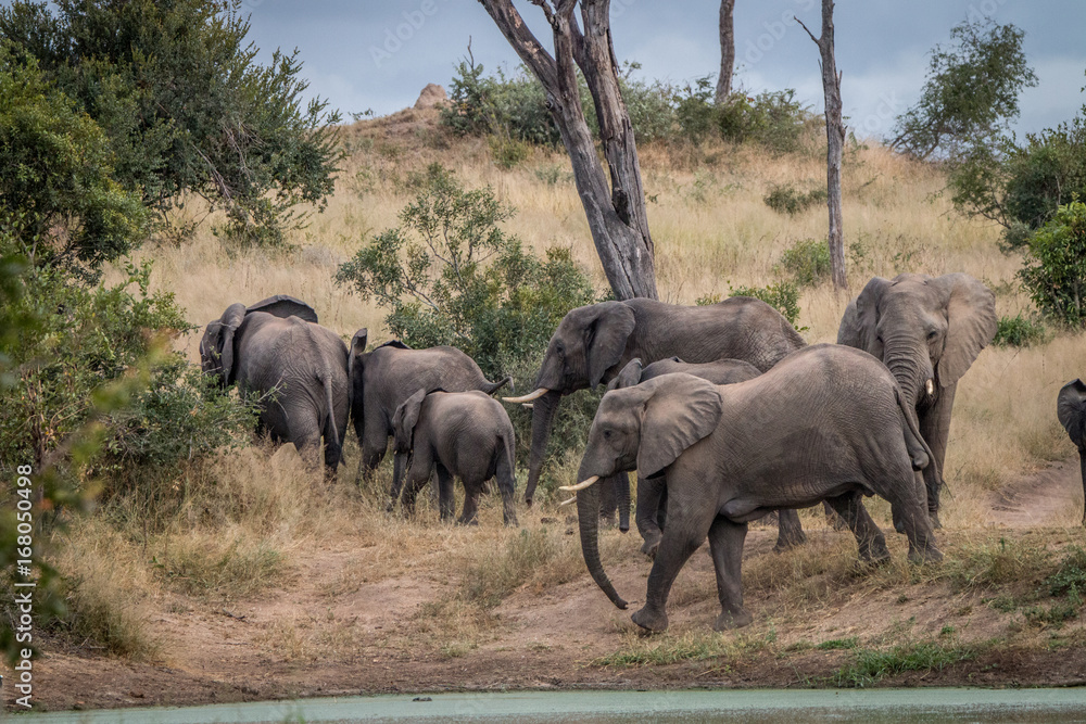 Fototapeta premium A herd of Elephants walking in the grass.
