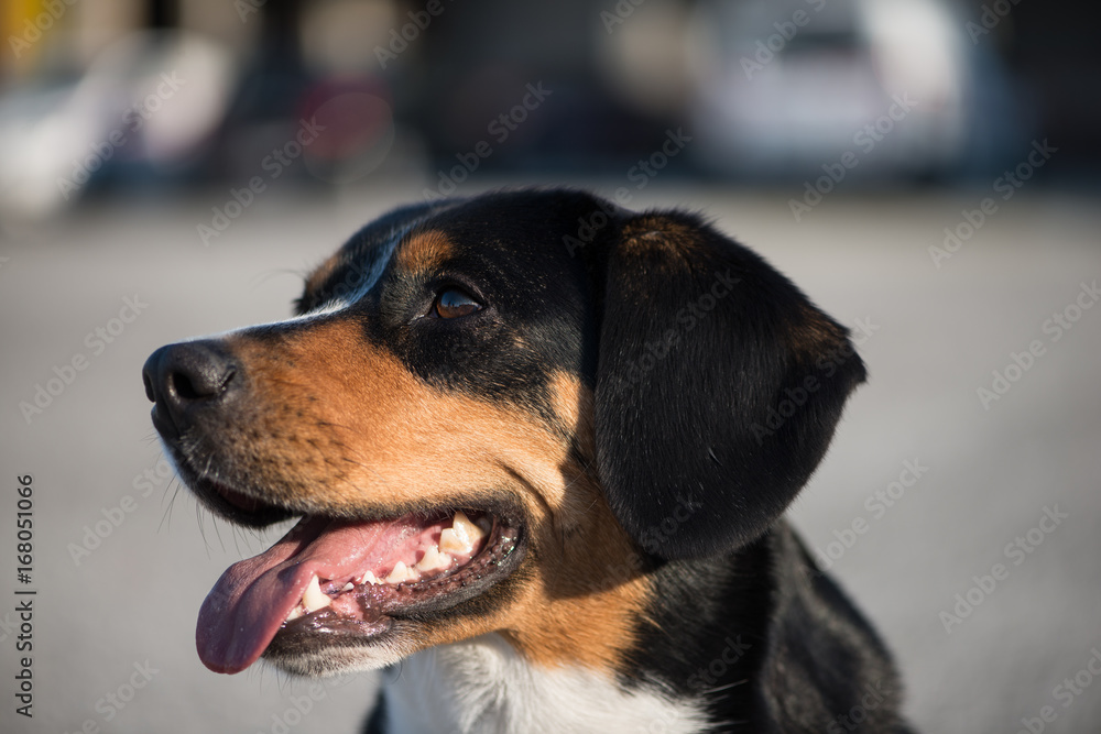 Portrait of a beautiful dog (Entlebucher Sennenhund) with a urban background