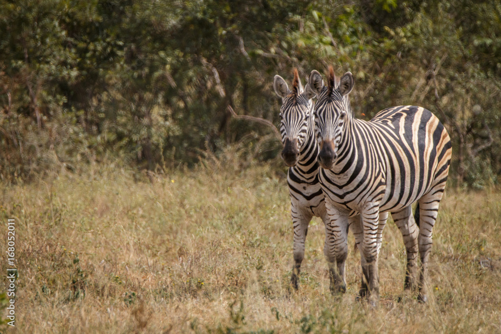 Fototapeta premium Two Zebras bonding in the grass.