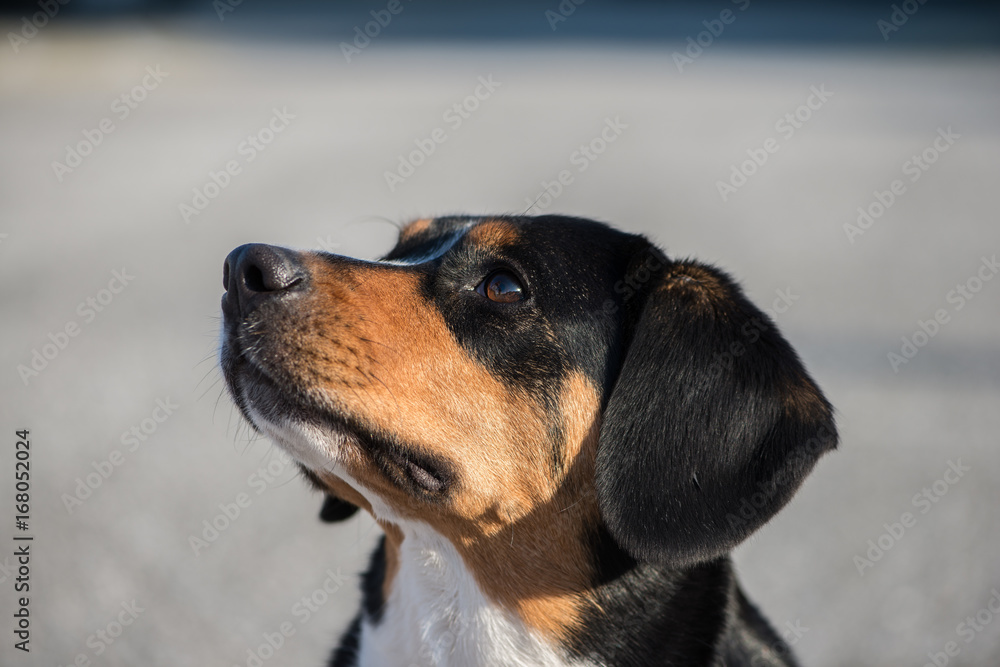 attentive dog (Entlebucher Sennenhund) is looking upwards with a urban background