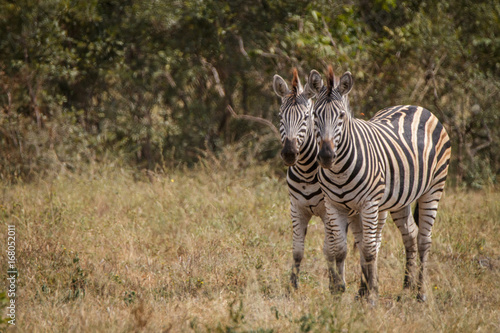 Two Zebras bonding in the grass.