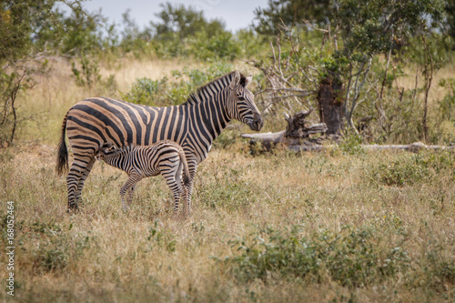 A baby Zebra bonding with the mother.