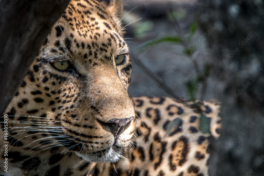 Close up of the face of a male Leopard. Close up of the face of a male Leopard.