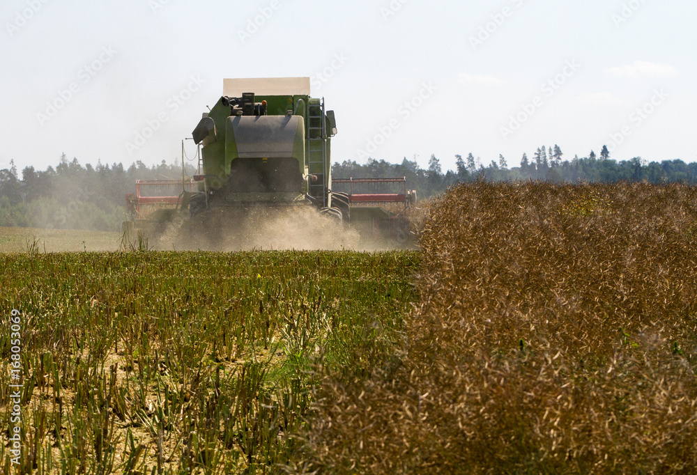 Fototapeta premium Big combine is working on a field.