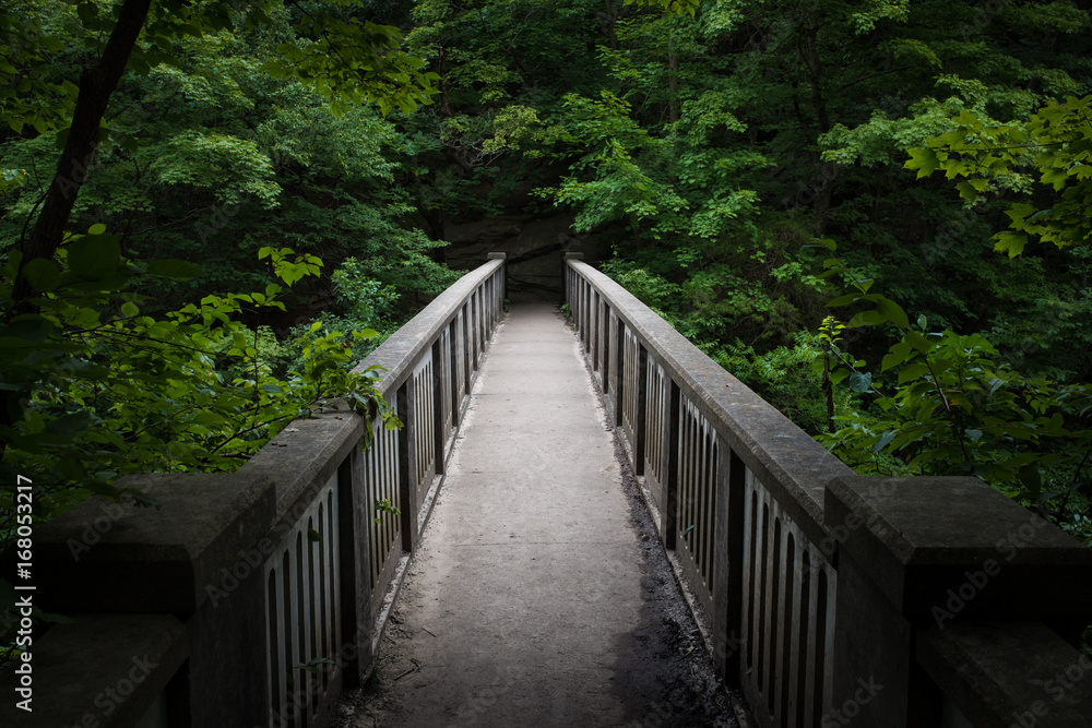 Obraz premium forest bridge