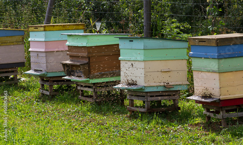 Honey bees are swarm.