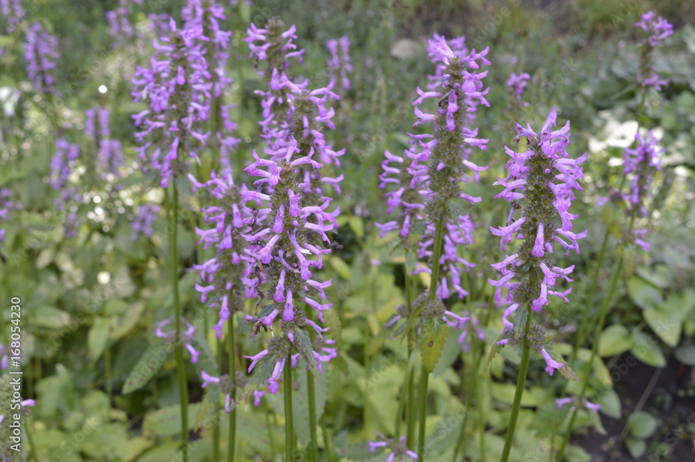 Obraz premium Betonica officinalis - tall slender plant with pink inflorescence