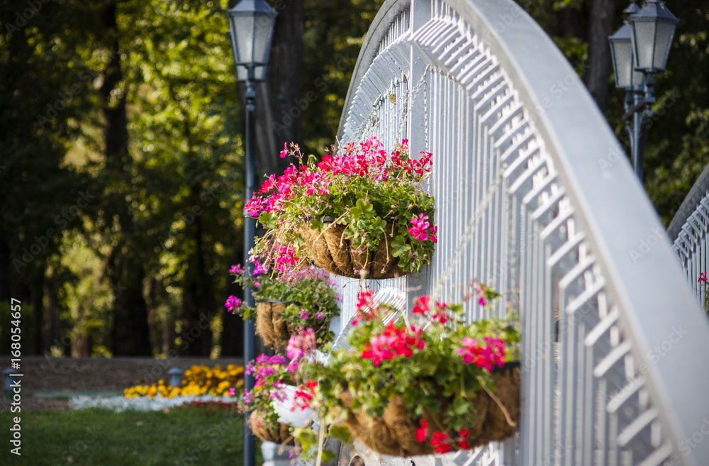 Fototapeta premium Flowers on the fence