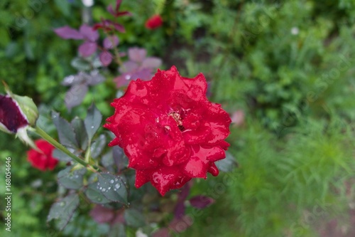 雨に濡れた花