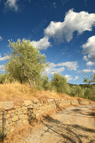 Beautiful Olive Trees with Blue Cloudy Sky. Summer Season, Tuscany. Italy.