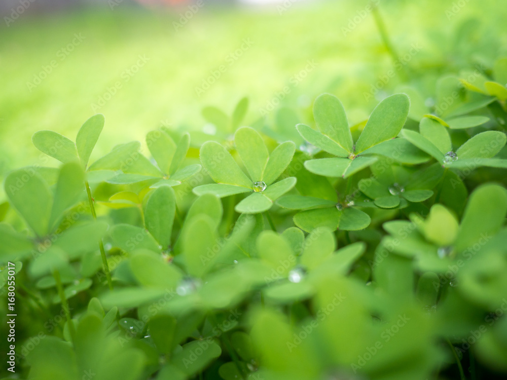 clover leaves with drops of rain clover leaves with drops of rain