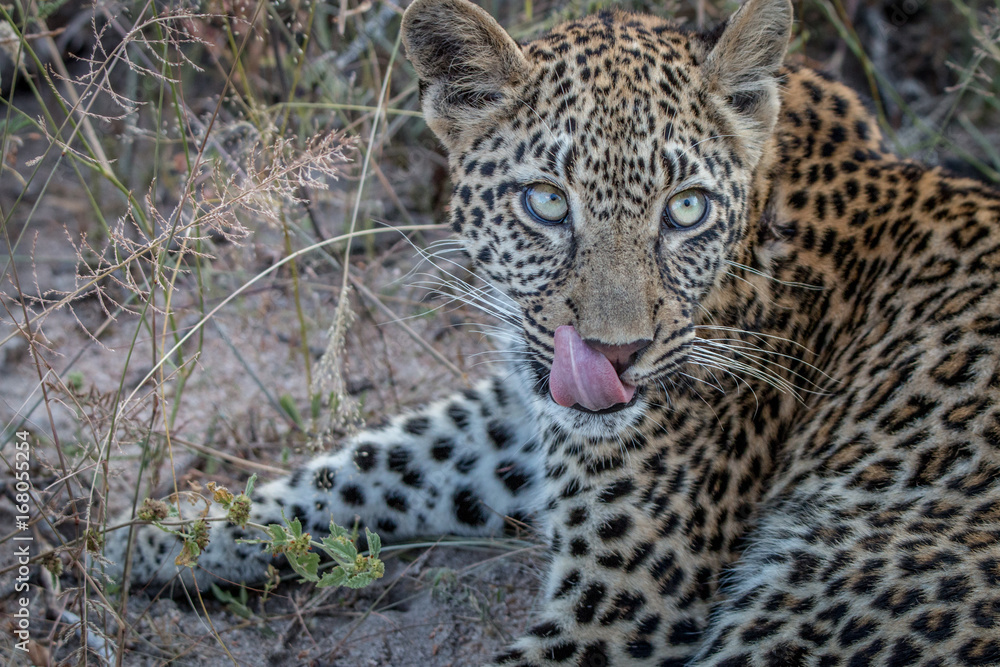 Fototapeta premium Close up of a young female Leopard.