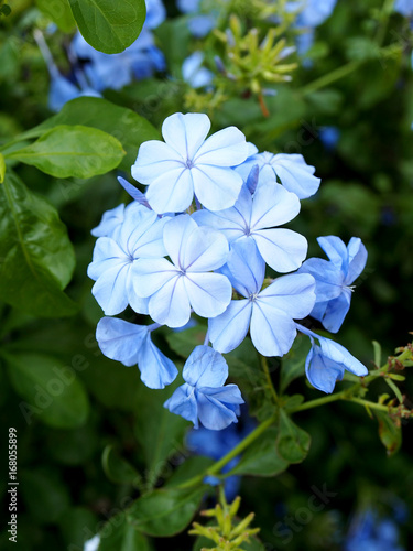 Blue flowers © NU sniper