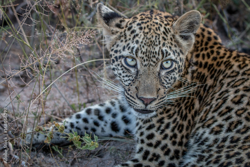 Close up of a young female Leopard. Close up of a young female Leopard.