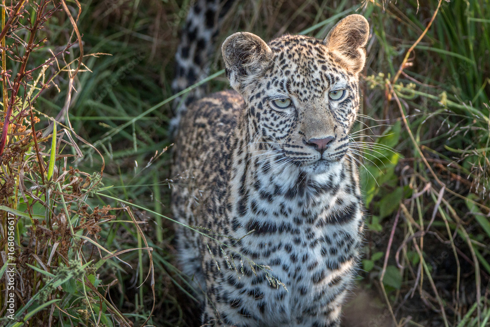 Fototapeta premium A young female Leopard starring at the camera.