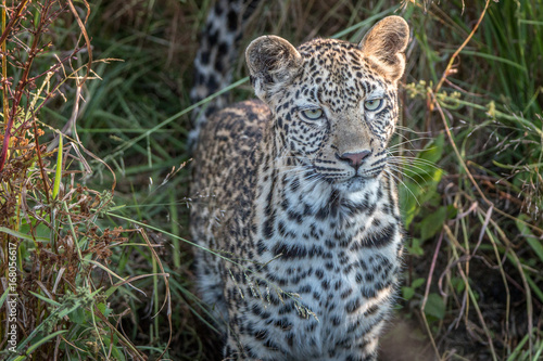 A young female Leopard starring at the camera.