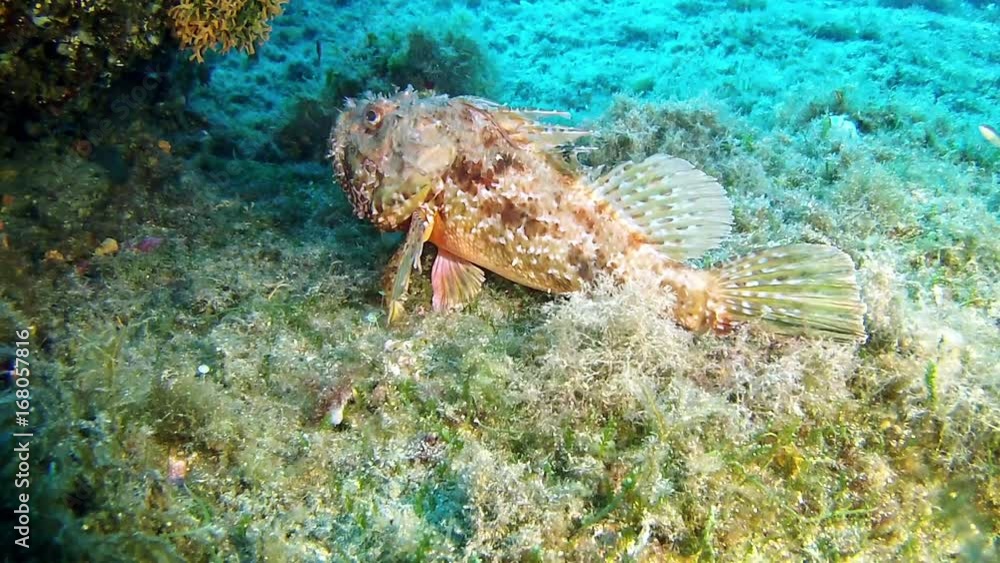 Underwater scorpion fish in a reef Underwater scorpion fish in a reef