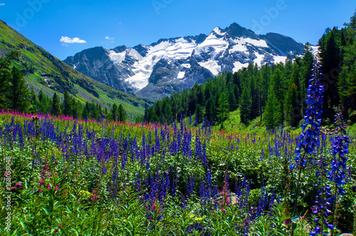 Flowers field and white ICE from ALtay photo