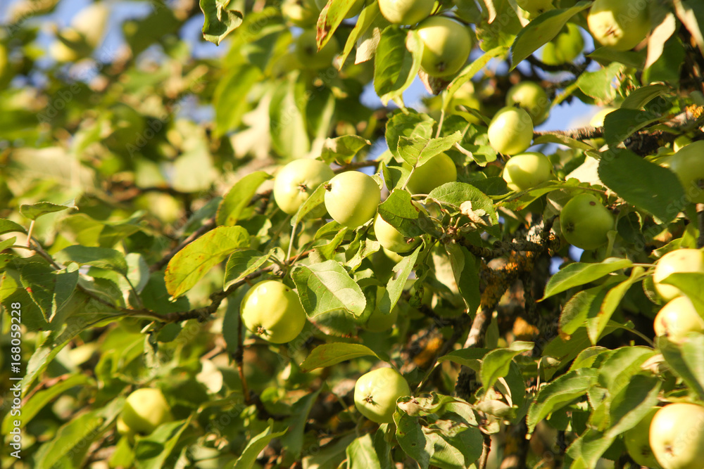 Shot of garden apples in tree.