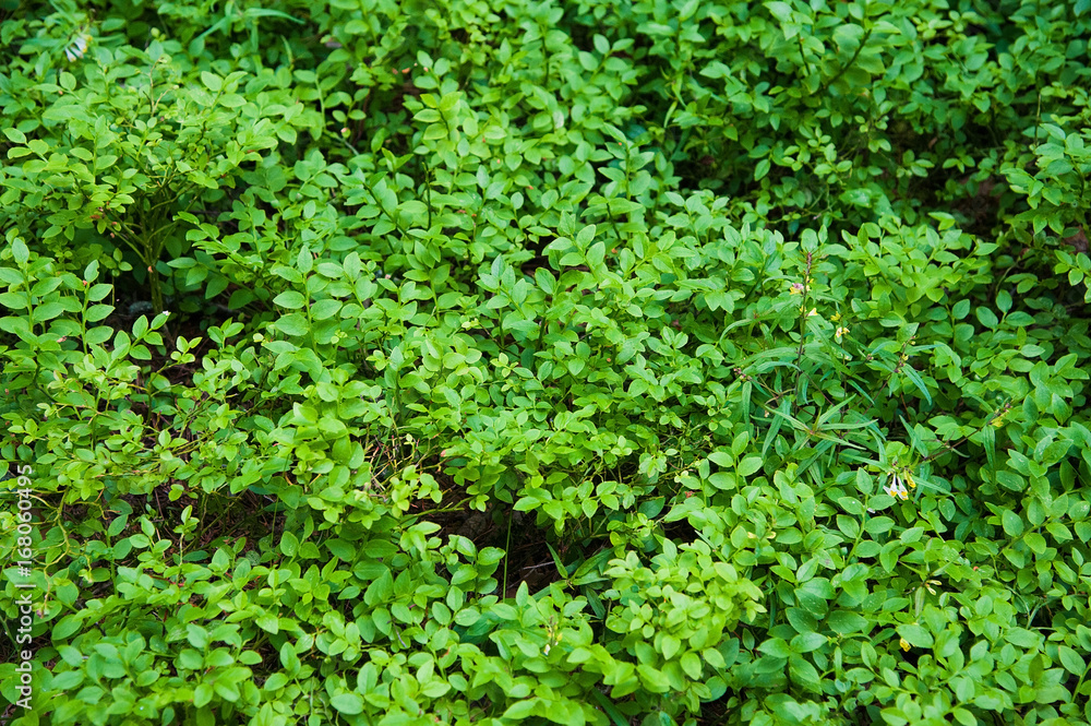 Green leaves foliage texture background Green leaves foliage texture background