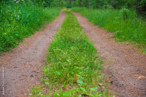 Winding dirt road through the forest