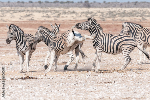 Burchells zebra stallion kicking with both hind legs during fight