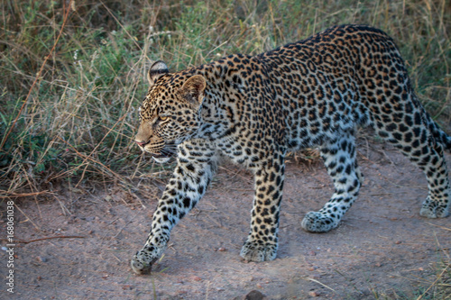 A Leopard walking on the road.