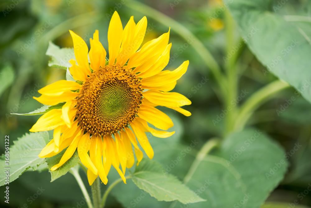 Sunflower head close-up and leaves in China Sunflower head close-up and leaves in China