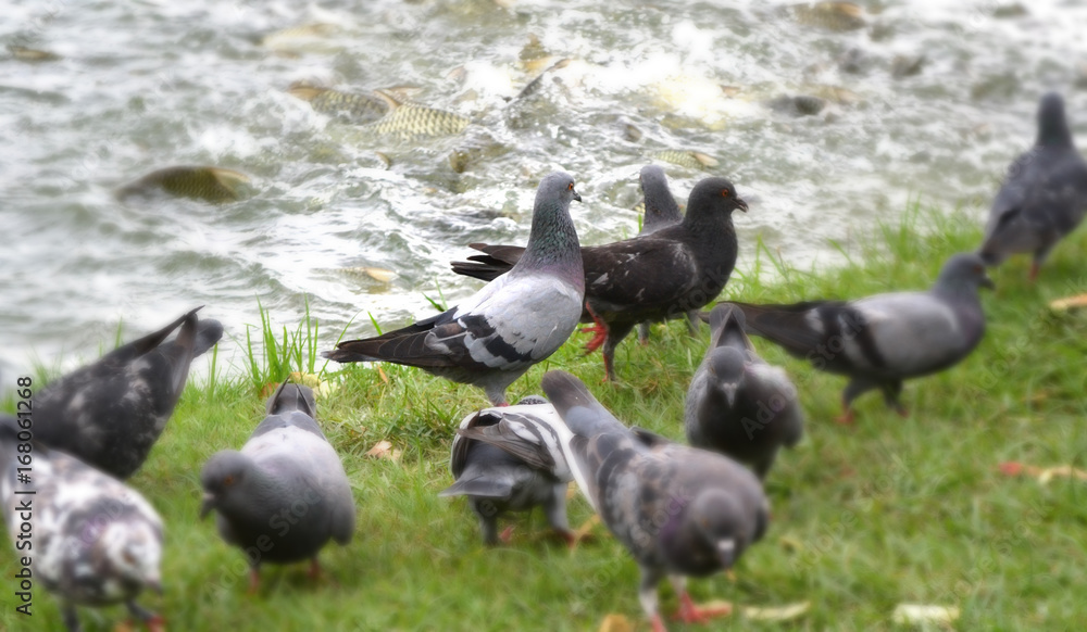 Dove in the park Dove in the park
