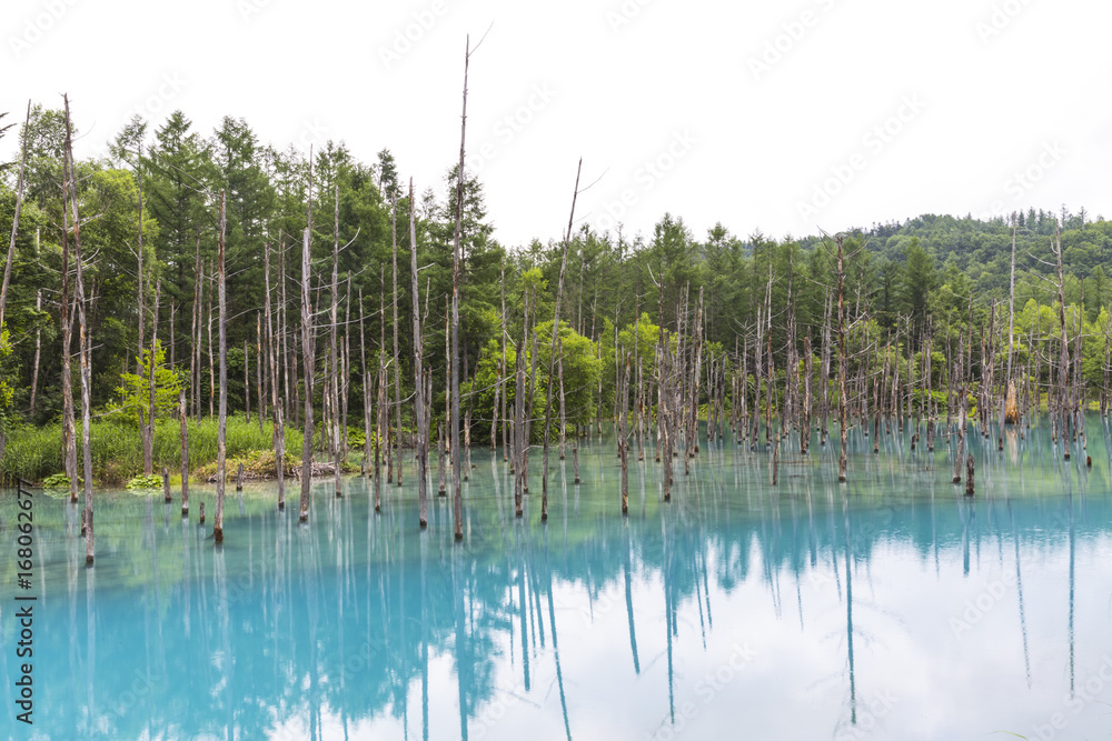 北海道美瑛町の青い池