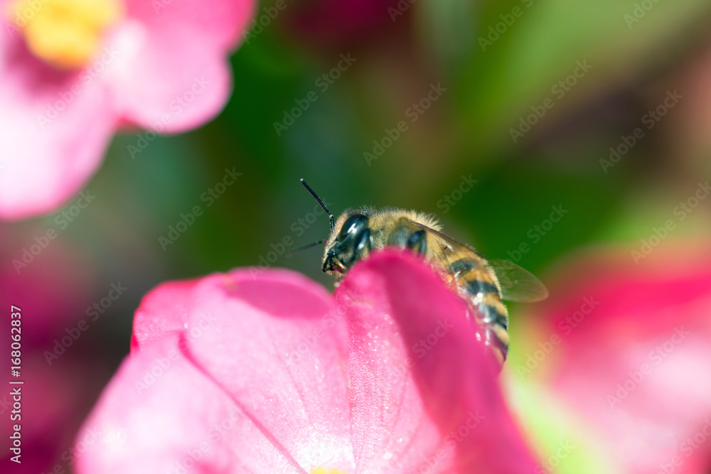 Naklejka premium Makros Bienen