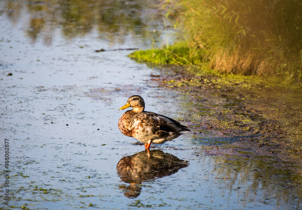 Duck in a Pond Duck in a Pond